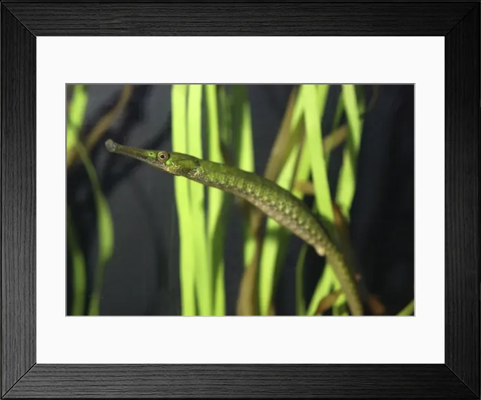 Framed Print : Bay Pipefish. West Coast USA, South Alaska to Baja California Framed Print : Bay Pipefish. West Coast USA, South Alaska to Baja California