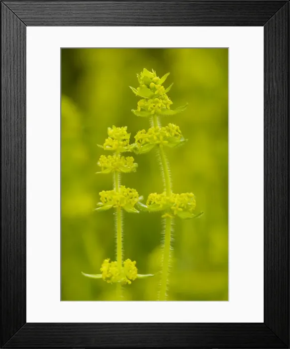 Framed Print : Crosswort (Cruciata laevipes) in flower
