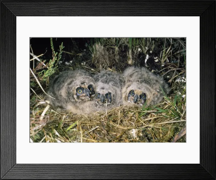 Framed Print : Short-eared Owl - young in nest Framed Print : Short-eared Owl - young in nest