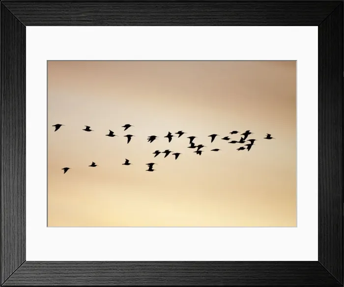 Framed Print : Curlew - silhouette of flock in-flight - Cleveland - UK Framed Print : Curlew - silhouette of flock in-flight - Cleveland - UK