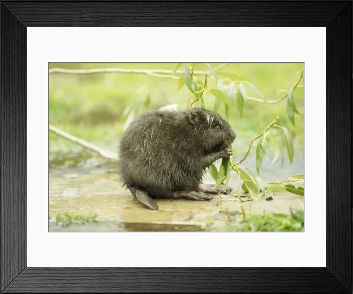Framed Print : Beaver - Poland Framed Print : Beaver - Poland