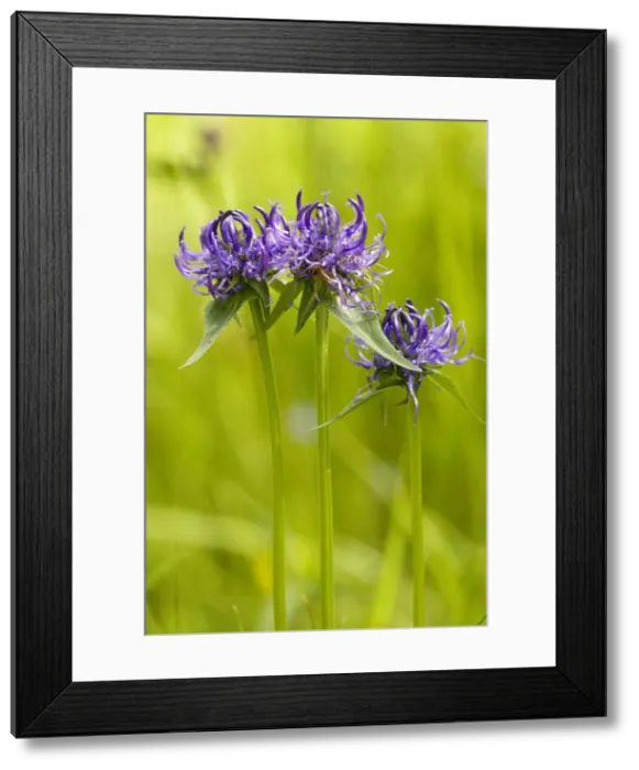 Framed Print : Round-headed Rampion ( Phyteuma orbiculare); rare in UK on chalk grassland Framed Print : Round-headed Rampion ( Phyteuma orbiculare); rare in UK on chalk grassland