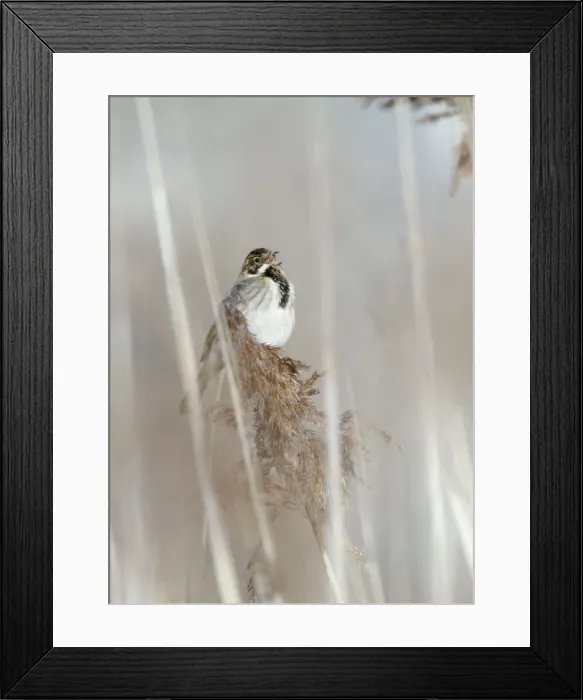 Framed Print : Reed Bunting - male calling from reedbed in early spring - Bowesfield Nature Reserve - Cleveland - UK
