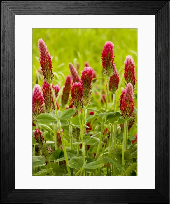 Framed Print : Crimson Clover (Trifolium incarnatum ssp incarnatum) planted as a fodder crop, France Framed Print : Crimson Clover (Trifolium incarnatum ssp incarnatum) planted as a fodder crop, France
