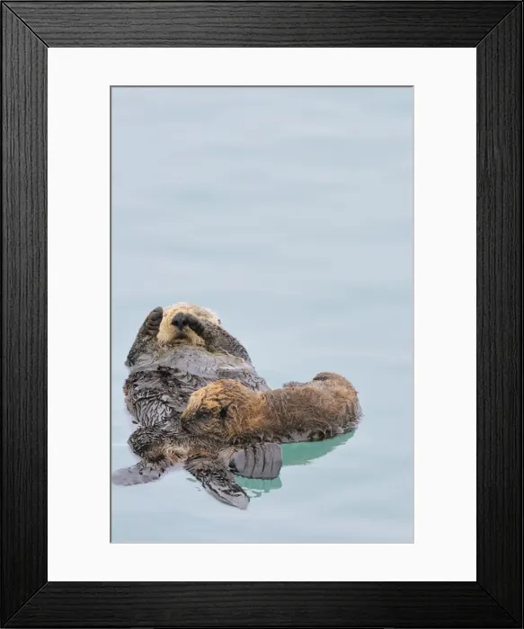 Framed Print : Alaskan / Northern Sea Otter - mother nursing pup - Alaska _D3B2853 Framed Print : Alaskan / Northern Sea Otter - mother nursing pup - Alaska _D3B2853