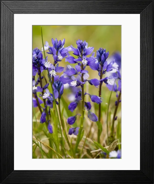 Framed Print : Chalk Milkwort (Polygala calcarea) in limestone grassland. Uncommon in south England Framed Print : Chalk Milkwort (Polygala calcarea) in limestone grassland. Uncommon in south England