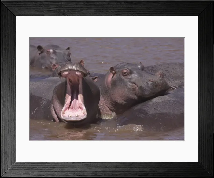 Framed Print : Hippo - in water pool - yawning - Maasai Mara - Kenya Framed Print : Hippo - in water pool - yawning - Maasai Mara - Kenya