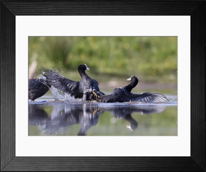 Framed Print : Coot - territorial fight between rival birds resident on same pond - Bowesfield Nature Reserve - Cleveland - UK Framed Print : Coot - territorial fight between rival birds resident on same pond - Bowesfield Nature Reserve - Cleveland - UK