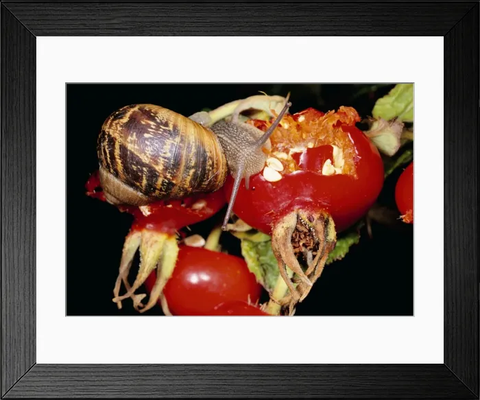 Framed Print : Garden Snail - feeding on Rosehip Framed Print : Garden Snail - feeding on Rosehip