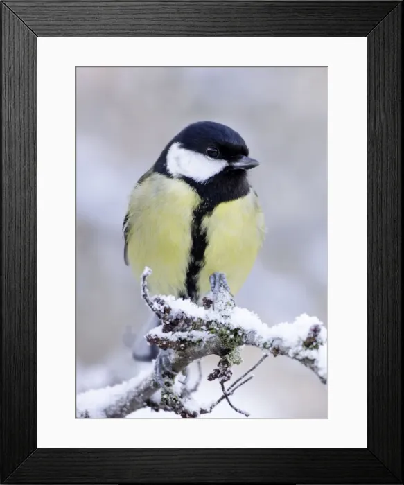 Framed Print : Great Tit - on snow covered twig - Cleveland - UK Framed Print : Great Tit - on snow covered twig - Cleveland - UK