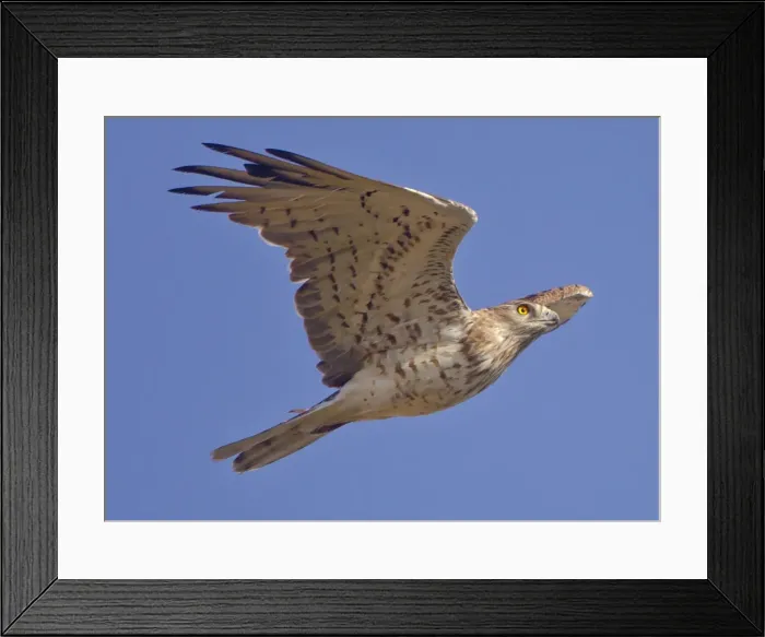 Framed Print : Short-toed Eagle - in flight on migration over the Straits of Gibralter towards Africa - September Framed Print : Short-toed Eagle - in flight on migration over the Straits of Gibralter towards Africa - September
