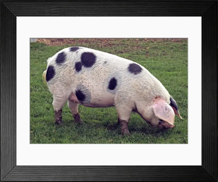 Framed Print : Gloucester Old Spot Pig Framed Print : Gloucester Old Spot Pig