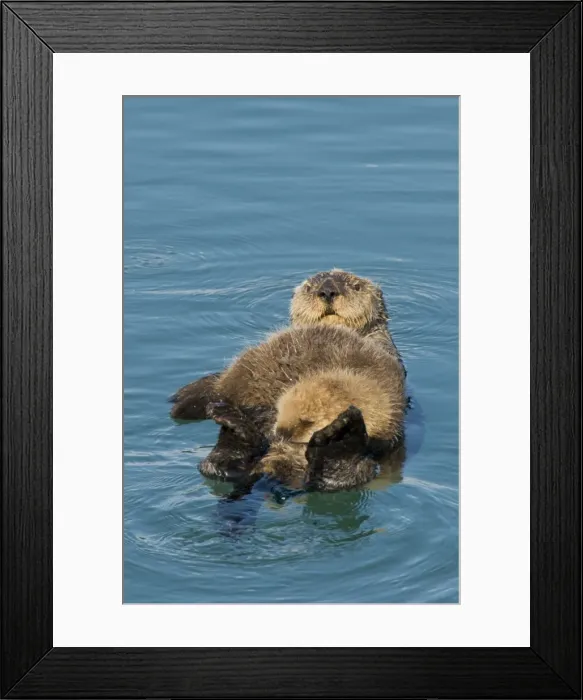 Framed Print : Alaskan / Northern Sea Otter - mother and pup - Alaska _D3B7704 Framed Print : Alaskan / Northern Sea Otter - mother and pup - Alaska _D3B7704