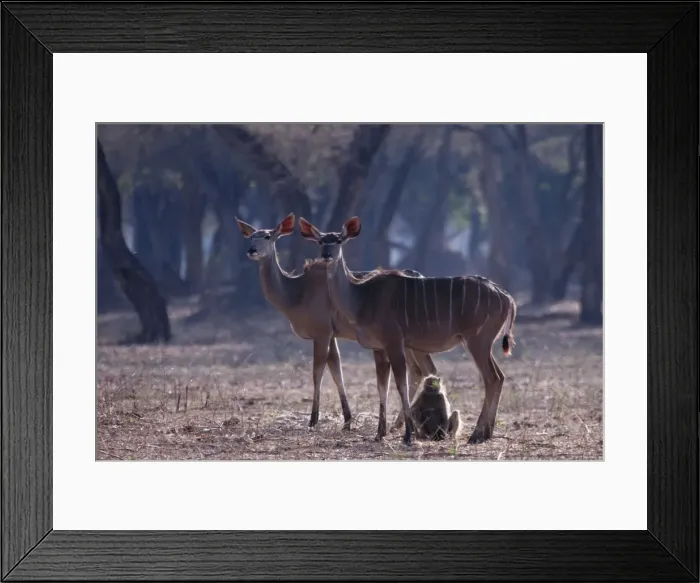 Framed Print : Greater Kudu - Mana Pools - Zimbabwe Framed Print : Greater Kudu - Mana Pools - Zimbabwe