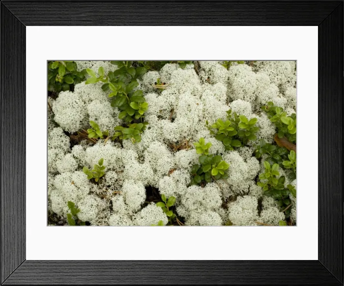 Framed Print : An attractive arctic lichen, with cowberry leaves. Cladonia stellaris. Sweden Framed Print : An attractive arctic lichen, with cowberry leaves. Cladonia stellaris. Sweden