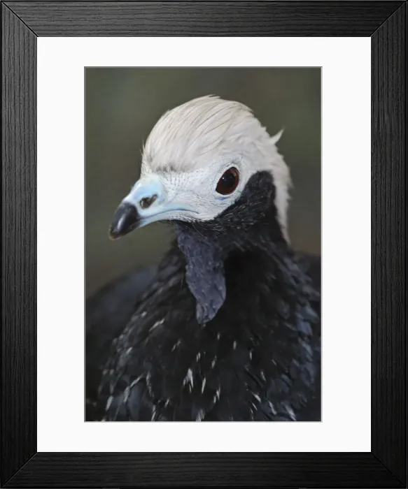 Framed Print : Blue-throated Piping Guan. North Western South America Framed Print : Blue-throated Piping Guan. North Western South America