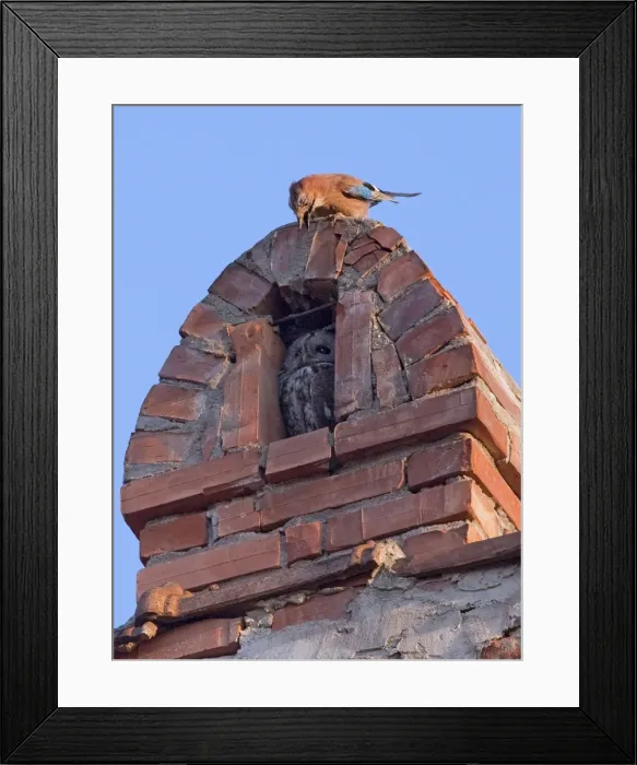Framed Print : Tawny Owl in chimney alcove being mobbed by a Jay; Sigishoara, Romania Framed Print : Tawny Owl in chimney alcove being mobbed by a Jay; Sigishoara, Romania
