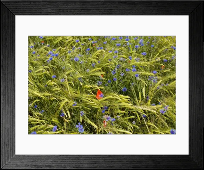 Framed Print : Poppies (Papaver rhoeas) and cornflowers (Centaurea cyanus) in a mountain cornfield, edge of Ecrins National Park, France Framed Print : Poppies (Papaver rhoeas) and cornflowers (Centaurea cyanus) in a mountain cornfield, edge of Ecrins National Park, France