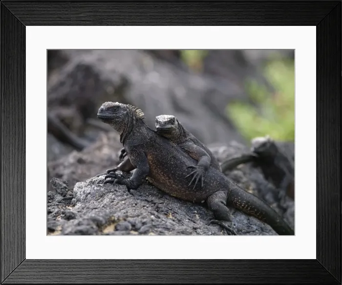 Framed Print : Marine Iguana - female with young on back - Galapagos - Ecuador Framed Print : Marine Iguana - female with young on back - Galapagos - Ecuador