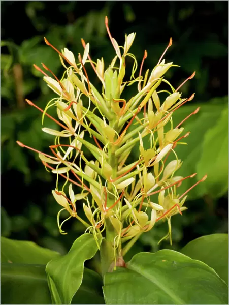 Kahili Ginger or Ginger Lily Hedychium gardnerianum, from eastern Himalayas. Common as a weed in Hawaii, New Zealand and elsewhere