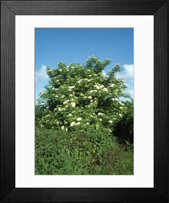 Framed Print : Elder - in flower Framed Print : Elder - in flower