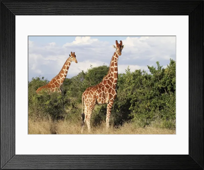 Framed Print : Reticulated Giraffe - family - Solio ranch - Kenya Framed Print : Reticulated Giraffe - family - Solio ranch - Kenya