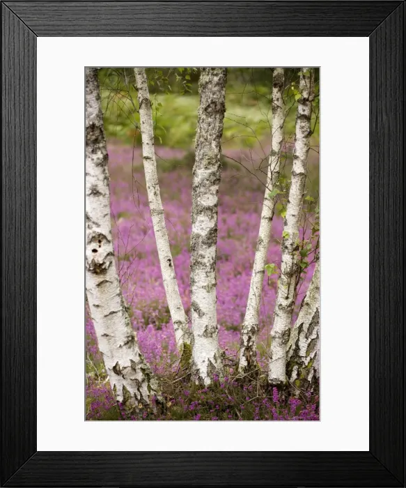 Framed Print : Silver birches (Betula pendula) on heathland Framed Print : Silver birches (Betula pendula) on heathland