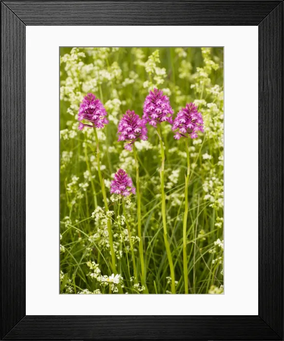 Framed Print : Pyramidal Orchid ( Anacamptis pyramidalis) in flowery meadow, Dordogne, France Framed Print : Pyramidal Orchid ( Anacamptis pyramidalis) in flowery meadow, Dordogne, France