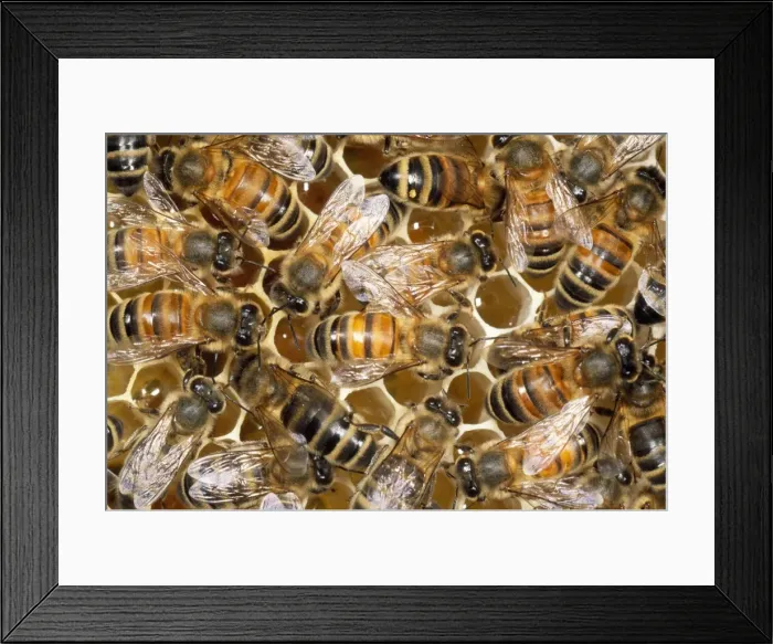 Framed Print : Honay Bees - honey in cells - UK Framed Print : Honay Bees - honey in cells - UK