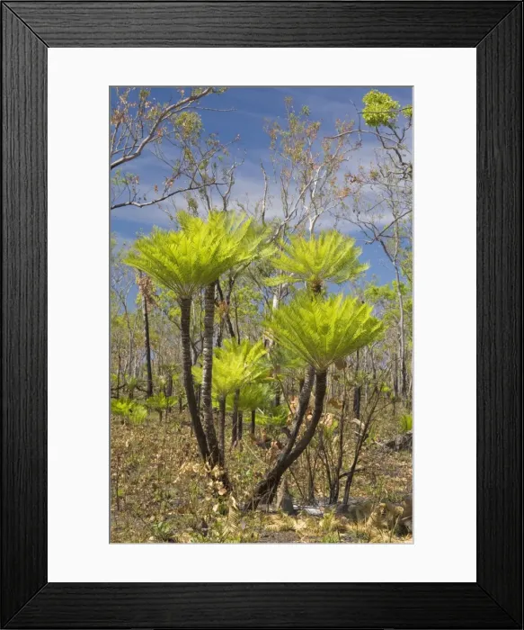 Framed Print : Cycads after the fire - forest in Far North of the Northern Territory after a wildfire with freshly sprouted cycads - Northern Territory, Australia Framed Print : Cycads after the fire - forest in Far North of the Northern Territory after a wildfire with freshly sprouted cycads - Northern Territory, Australia