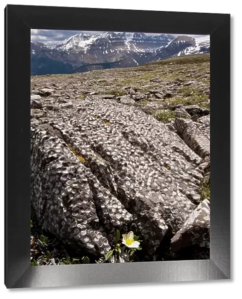 Mountain Avens among Fossil coral on Parker Ridge, Banff National Park, Rockies, Canada