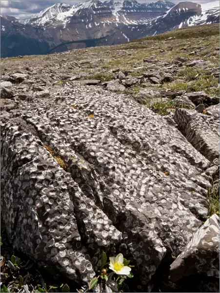 Mountain Avens among Fossil coral on Parker Ridge, Banff National Park, Rockies, Canada