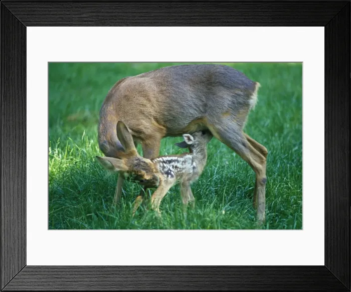 Framed Print : Roe Deer - with fawn Framed Print : Roe Deer - with fawn