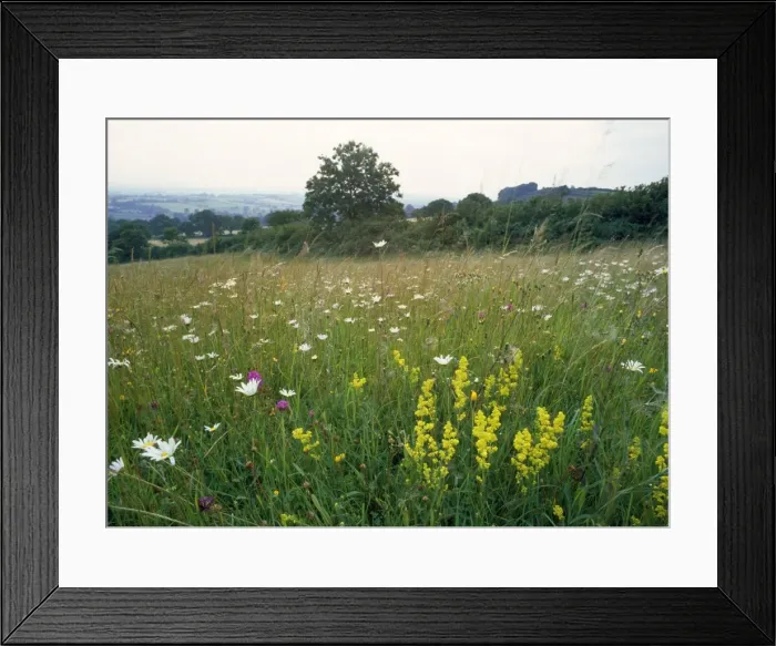 Framed Print : Meadow Flowers - with Dyer's Greenweed & Ox-eye daises. Hardington Moor, Somerset, UK Framed Print : Meadow Flowers - with Dyer's Greenweed & Ox-eye daises. Hardington Moor, Somerset, UK
