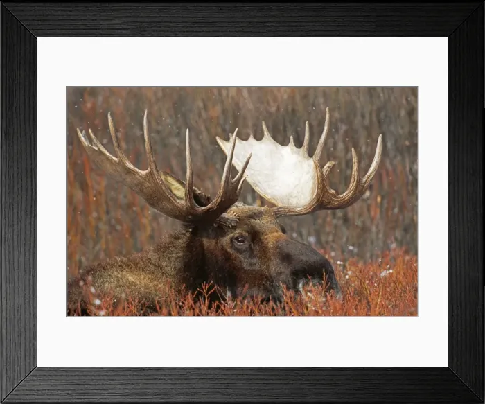 Framed Print : Moose - Bull, Wyoming, USA Framed Print : Moose - Bull, Wyoming, USA