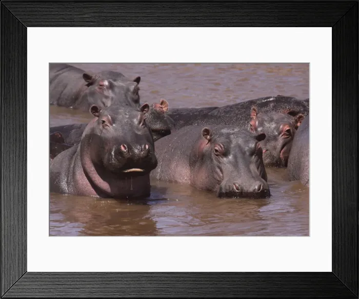 Framed Print : Hippo - herd in water pool - Maasai Mara - Kenya Framed Print : Hippo - herd in water pool - Maasai Mara - Kenya