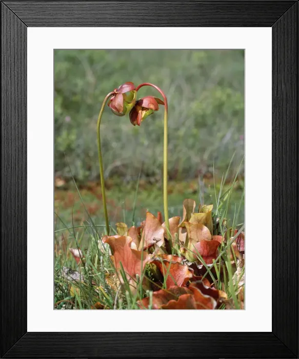 Framed Print : Pitcher Plant - insectivorous Framed Print : Pitcher Plant - insectivorous
