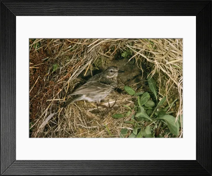 Framed Print : Rock Pipit Framed Print : Rock Pipit