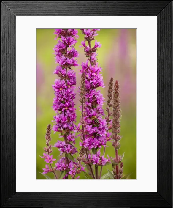 Framed Print : Purple Loosestrife (Lythrum salicaria) in flower. Wetland plant Framed Print : Purple Loosestrife (Lythrum salicaria) in flower. Wetland plant