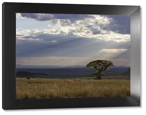 Fig Tree and rain clouds - Masai Mara Triangle - Kenya
