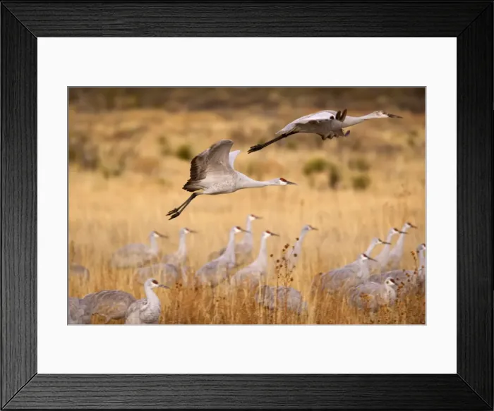 Framed Print : Sandhill Crane - in flight - Bosque del Apache National Wildlife Reserve - Rio Grande Valley - New Mexico - USA Framed Print : Sandhill Crane - in flight - Bosque del Apache National Wildlife Reserve - Rio Grande Valley - New Mexico - USA
