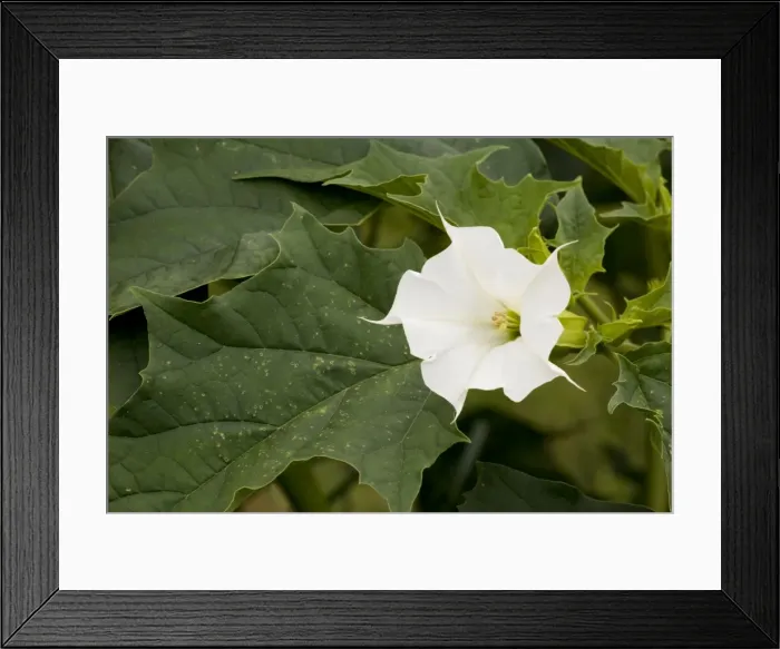 Framed Print : Thorn Apple (Datura stramonium) in flower and fruit. Naturalised in UK Framed Print : Thorn Apple (Datura stramonium) in flower and fruit. Naturalised in UK