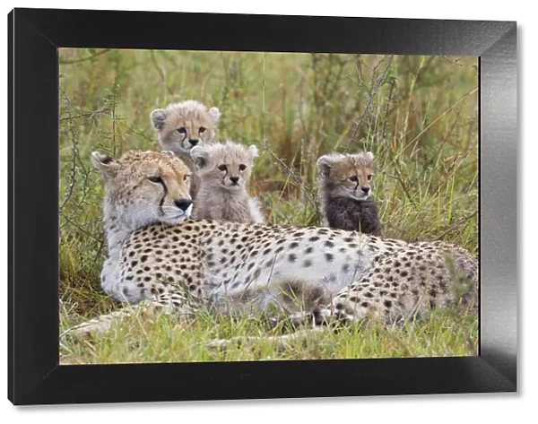 Cheetah - mother and 8 week old cub(s) - Maasai Mara Reserve - Kenya