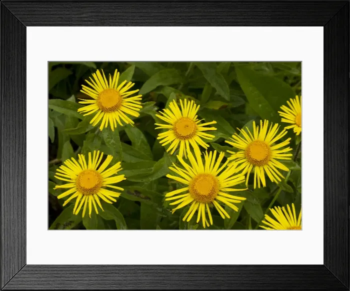 Framed Print : Irish Fleabane (Inula salicina) in flower. Old grassland, Romania Framed Print : Irish Fleabane (Inula salicina) in flower. Old grassland, Romania