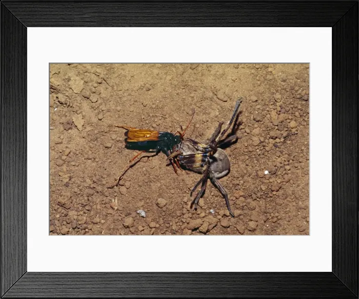 Framed Print : Spider-hunting Wasp - with kill Framed Print : Spider-hunting Wasp - with kill