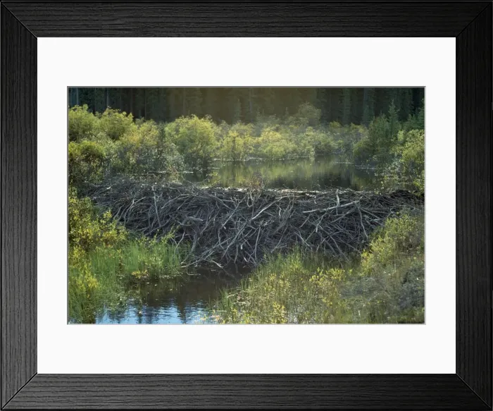 Framed Print : Beaver Dam Framed Print : Beaver Dam