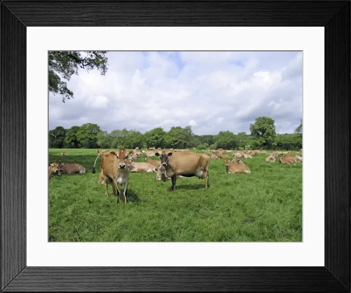 Framed Print : Jersey Cows in field - UK Framed Print : Jersey Cows in field - UK