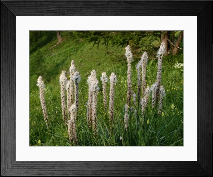 Framed Print : White Afodil - Mercantour National Park - France Framed Print : White Afodil - Mercantour National Park - France