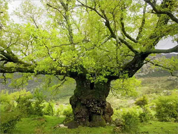 Ancient Lusitanian Oak ( Quercus faginea) pollard, in dehesa, Sierra de Grazalema, Andalucia, South-west Spain