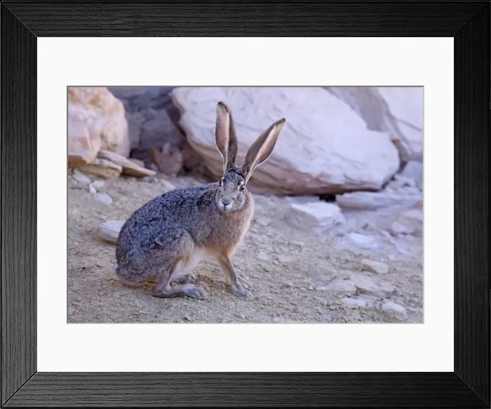 Framed Print : Black-tailed Jackrabbit - adult - Glen Canyon Recreation Area, Arizona, USA Framed Print : Black-tailed Jackrabbit - adult - Glen Canyon Recreation Area, Arizona, USA